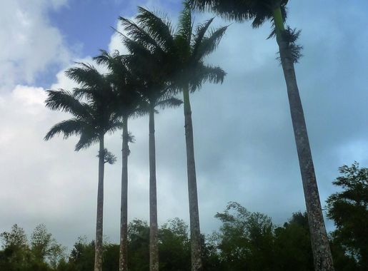 File:Grenada, Karibik - Grand Etang Nationalpark - panoramio.jpg -  Wikimedia Commons