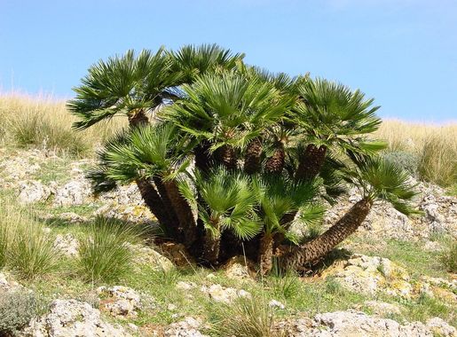 Cabo de Gata-Níjar Natural Park - Wikipedia