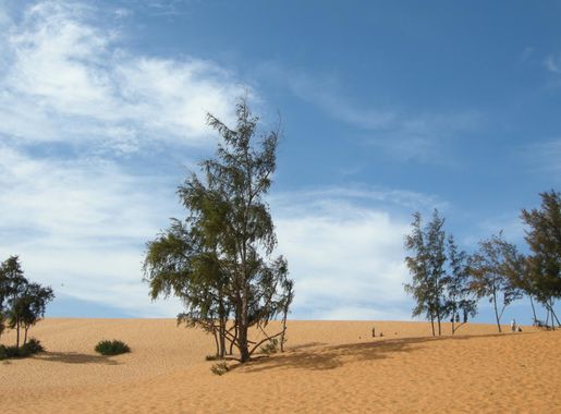 File:Vietnam, Mui Ne sand dunes, blue sky and trees on the sand.jpg -  Wikimedia Commons