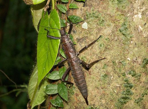 File:Unidentified insect karkar.jpg - Wikimedia Commons