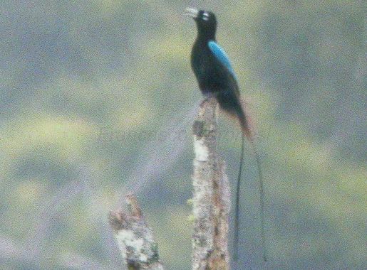 Blauparadiesvogel – Wikipedia