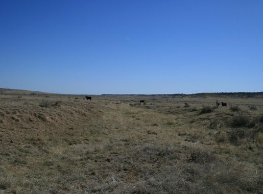 File:Cattle crossing ruts and swales in Comanche National Grassland  (0b597a2e19e24aeb818008169e223235).JPG - Wikimedia Commons