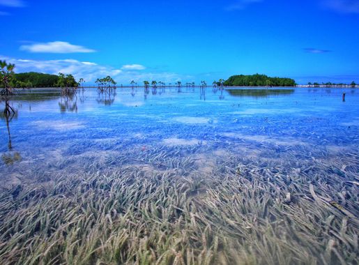 File:Wildlife Sanctuary in Olango Island.jpg - Wikimedia Commons