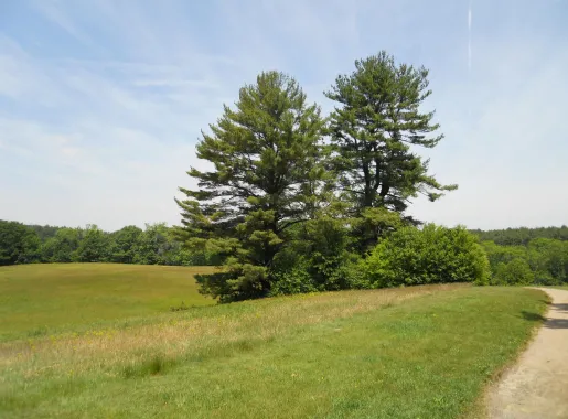 File:Maudslay white pine 4.JPG - Wikimedia Commons