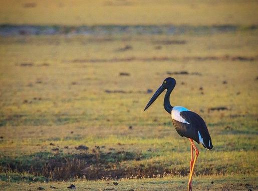 File:Black necked stork at Kumana National park.jpg - Wikimedia Commons