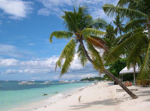 File:Alona Beach Palmtree.jpg - Wikipedia