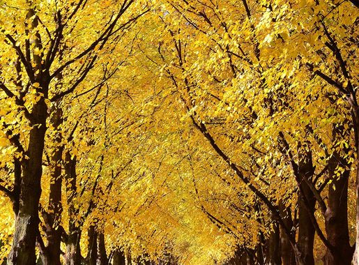 File:2015-10-26 Goldener Herbst in der Herrenhäuser Allee durch den  Georgengarten in Hannover.jpg - Wikimedia Commons