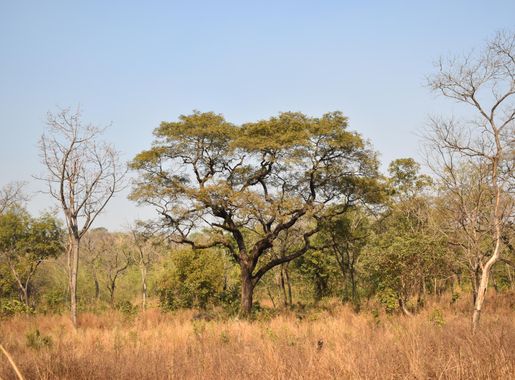 File:National Park of Upper Niger 2019.jpg - Wikimedia Commons