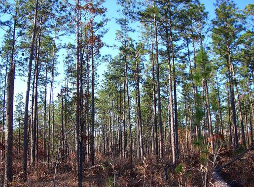 File:DeSotoNationalForest.jpg - Wikipedia