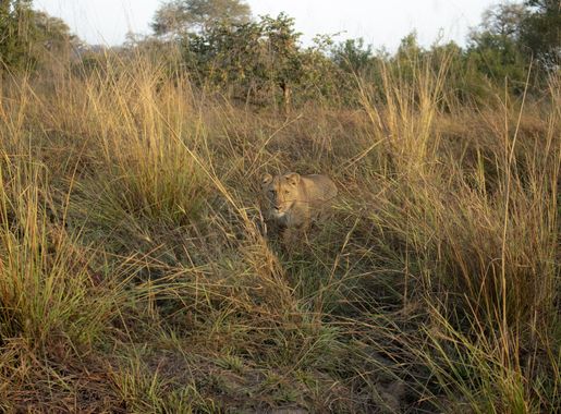 File:Lion at Pendjari National Park, Benin (48910327546).jpg - Wikimedia  Commons