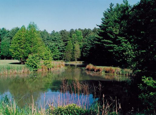 File:Blackbird pond.jpg - Wikimedia Commons