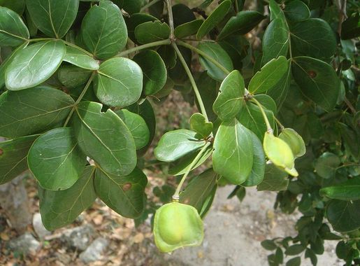 Archivo:Guaiacum officinale 2.JPG - Wikipedia, la enciclopedia libre