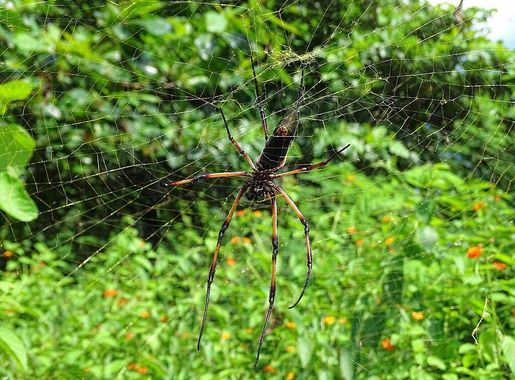 File:Seychelles Nephila inaurata madagascariensis.JPG - Wikimedia Commons