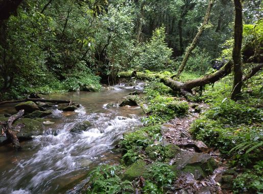 File:Sacred forest, Mawphlang, Meghalaya.jpg - Wikimedia Commons