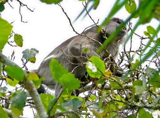File:Ugandan Red Colobus (Procolobus tephrosceles) (7079214949).jpg -  Wikimedia Commons