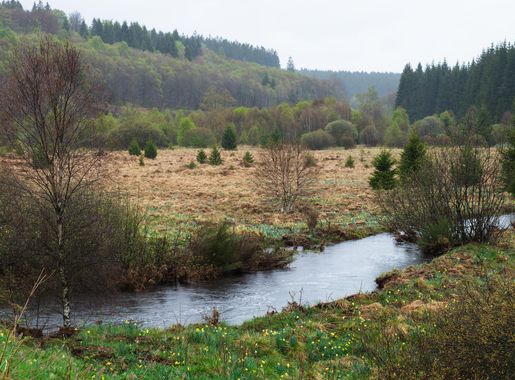 File:Rur stream and the High Fens along the RAVeL L48 in Bütgenbach, Belgium  (DSCF5836).jpg - Wikimedia Commons