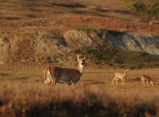 White-tailed Deer - Theodore Roosevelt National Park (U.S. National Park  Service)