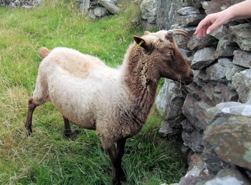 File:Manx Loaghtan Sheep, Cregneash, Isle Of Man..jpg - Wikimedia Commons
