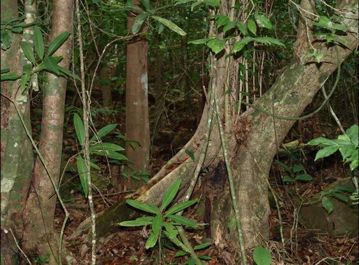 Fichier:Forêt du Mont Choungui, Mayotte.jpg — Wikipédia