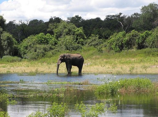 File:Elephant in Chobe national park, Botswana.jpg - Wikimedia Commons