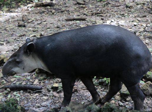 File:Semanai-Sofz14-013.jpg - Wikimedia Commons