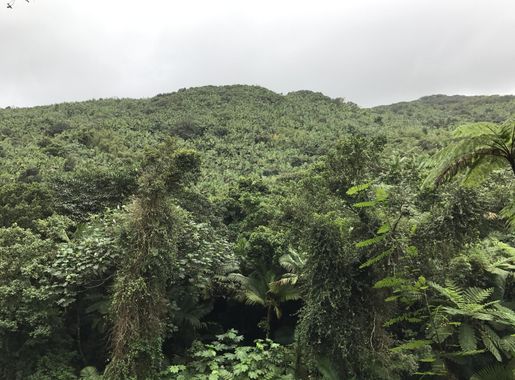 File:The El Yunque Rain Forest.jpg - Wikimedia Commons