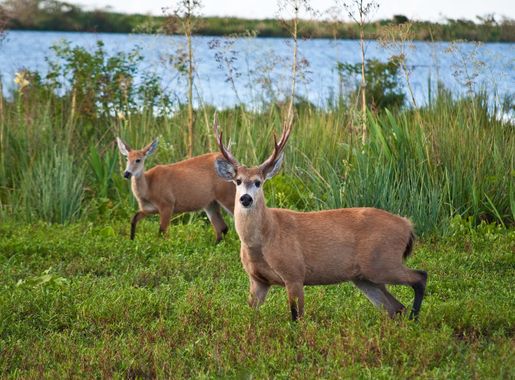 File:Marsh Deer, Esteros Del Ibera, Corrientes, Argentina, 3rd. Jan. 2011 -  Flickr - PhillipC (1).jpg - Wikimedia Commons