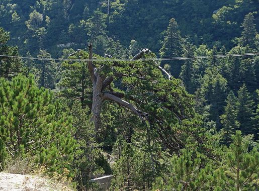 File:Pisha e Flamurit.jpg - Wikimedia Commons