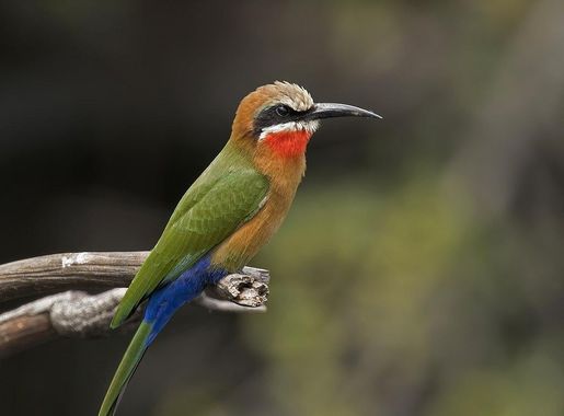 File:White-fronted bee-eater (Merops bullockoides) Namibia.jpg - Wikipedia