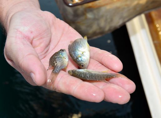 Base Lake stocked with 10,000 redear sunfish > Offutt Air Force Base > News