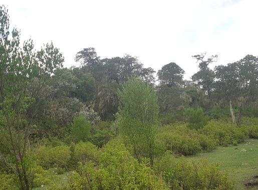 File:Daallo Mountain - Erigavo, Sanaag Region, Somaliland 06.jpg -  Wikimedia Commons