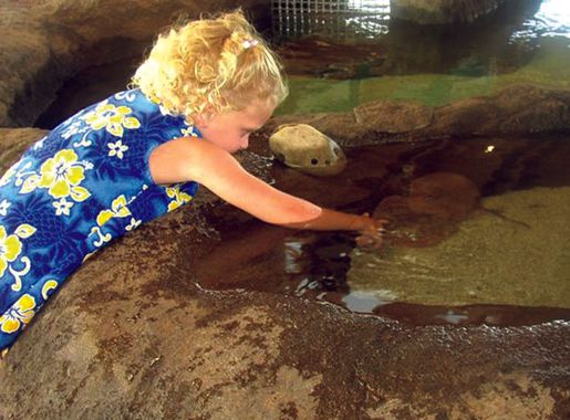 File:Chula Vista Nature Center Touch Pool.jpg - Wikipedia