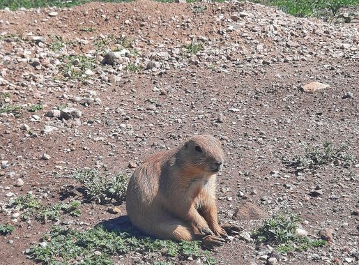 File:Prairiedogchillinsouthdakota.jpg - Wikimedia Commons