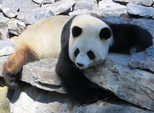 Pairi Daiza - Wikipedia