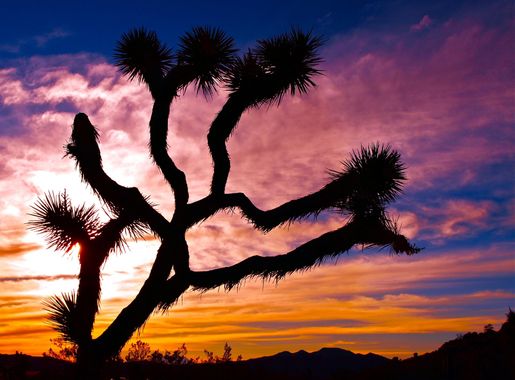 File:Joshua Tree at sunset, San Bernardino, California, U.S.A.jpg -  Wikimedia Commons