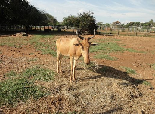 File:Roan antelop.JPG - Wikimedia Commons