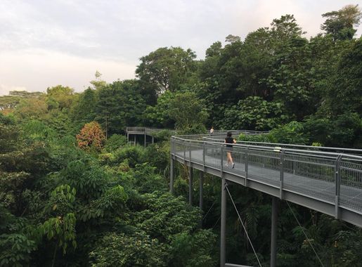 File:Forest Walk, Southern Ridges.jpg - Wikimedia Commons