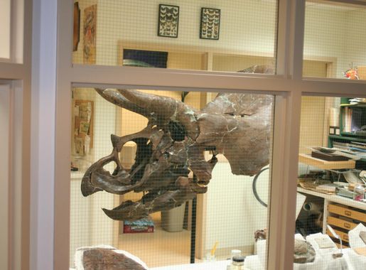 File:Burpee - Homer the Triceratops 2.JPG - Wikimedia Commons
