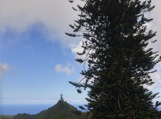 File:Norfolk Island Pines in Diana's Peak National Park Saint Helena.jpg -  Wikimedia Commons