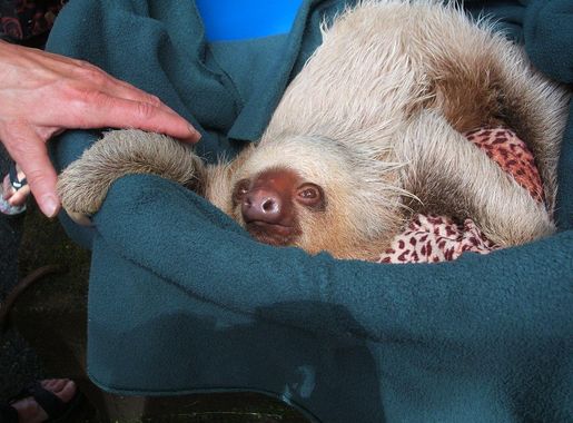 File:Baby Choloepus hoffmanni, Costa Rica.JPG - Wikipedia