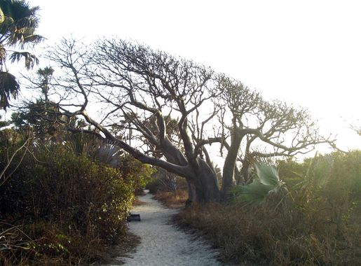 File:Adansonia digitata 2005-09-11b.jpg - Wikimedia Commons