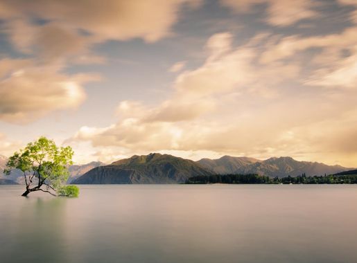 File:Lonely tree of Wanaka.jpg - Wikimedia Commons