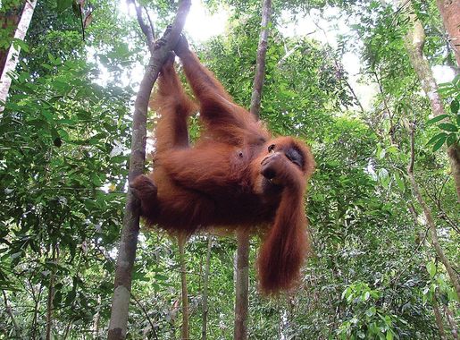 File:Urang Utang Feeding in Bukit Lawang Indonesia.JPG - Wikimedia Commons