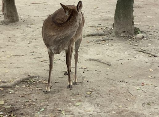 File:IMG NARA PARK DEER 11.jpg - Wikimedia Commons