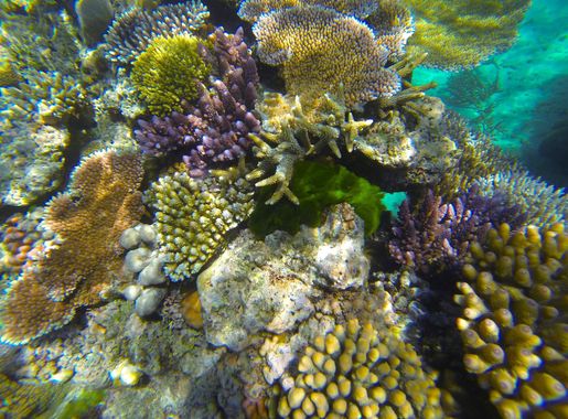 File:Great Barrier Reef snorkeling 21.jpg - Wikimedia Commons