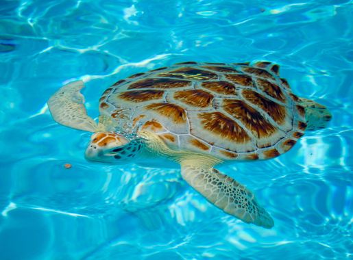 File:Sea Turtle in Marathon, Florida.jpg - Wikimedia Commons