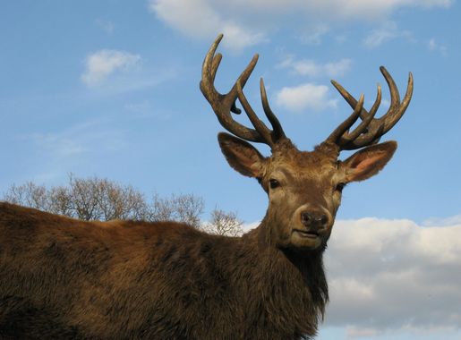 File:Red Deer Stag Wollaton Park.JPG - Wikimedia Commons
