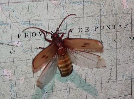File:Gigantotrichoderes Costa Rica.JPG - Wikimedia Commons