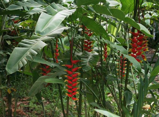 File:Heliconia rostrata 2.jpg - Wikimedia Commons