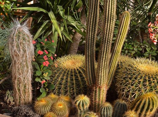 Free Images : nature, desert, flower, environment, botany, environmental,  cacti, flora, greenhouse, plants, gardening, botanical garden, horticulture,  flowering plant, grass family, land plant, arecales, hedgehog cactus  3834x2341 - - 1173473 - Free ...